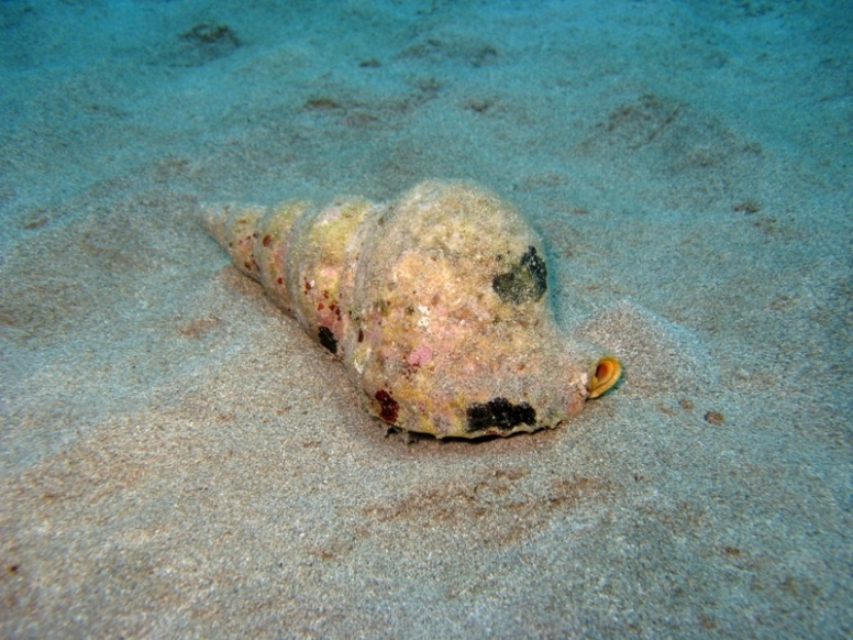 Charonia variegata (Lamarck, 1816)